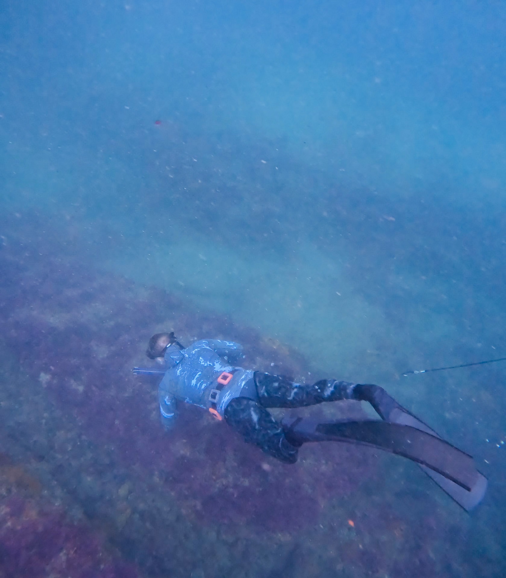 Spearfisherman in a camo wetsuit and long fins diving down over a reef